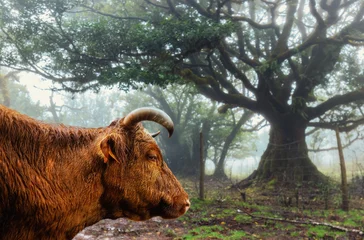 Profile of a brown cow with horns standing in the mystical misty Fanal forest with ancient laurel trees in Madeira © ValentinValkov