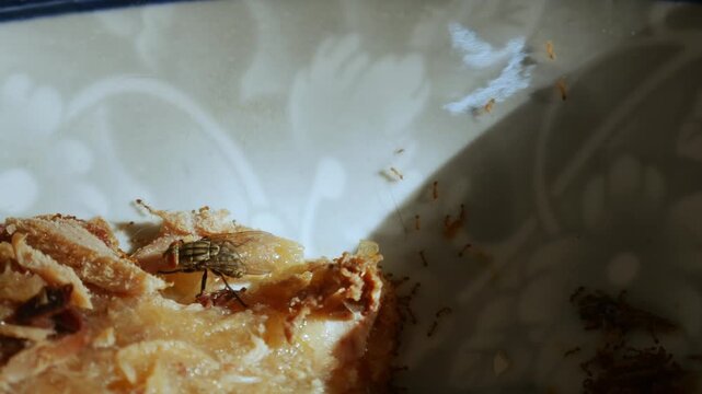 Macro close-up of housefly and small insects on leftover food scraps inside blue decorative ceramic bowl in dramatic sunlight conceptual hygiene pest