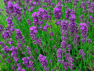 Obraz premium Blooming Lavender Flowers in a Summer Garden with Vibrant Purple Blossoms and Green Foliage