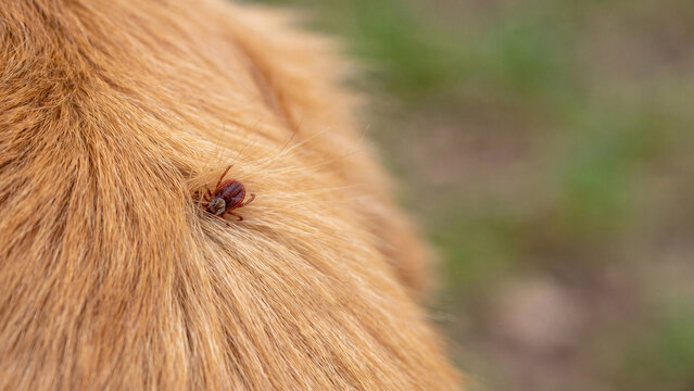 Macro close-up of a tick embedded in the orange fur of a dog, pet health and tick prevention awareness concept with copy space