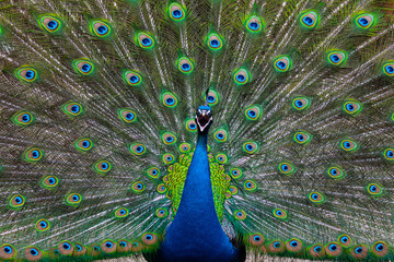 Obraz premium Male Indian peacock displaying full iridescent tail feathers with open beak front view.