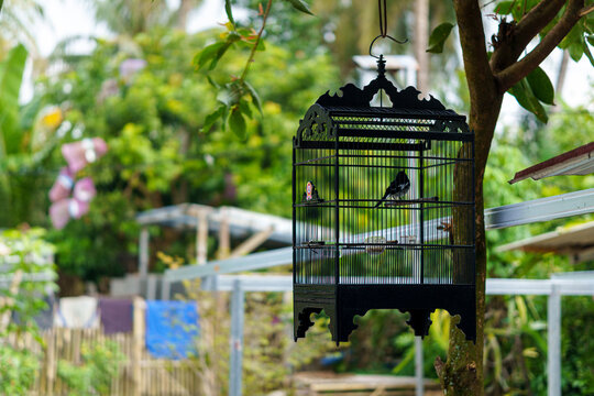 Wide shot of an Oriental Magpie-Robin songbird inside a traditional black wooden cage hanging from a tree