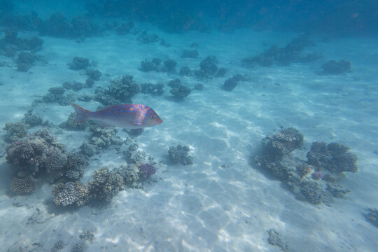 Beautiful underwater photograph of Emperor fish or Lethrinus nebulosus swimming above a sandy coral bottom in the crystal clear waters of the Red Sea Egypt. 