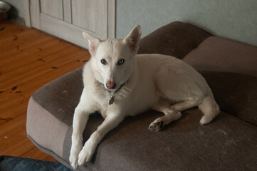White Husky Dog Lying on Brown Couch-in-a-Living-Room © Ruslan