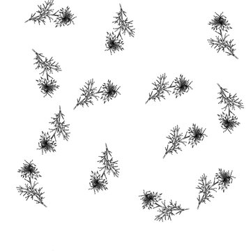 seamless pattern medicine nigella sativa hand drawn. petal caraway, oil plant, asian health medicine nigella sativa black sketch illustration