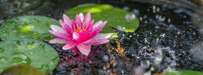 Seerose mit Wassertropfen im Teich – Blühende Wasserpflanze in Nahaufnahme © Tobias