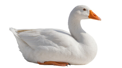 White domestic goose with orange beak and feet sitting © Jonas