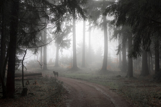 Germany, Hesse, fog in the nature park Taunus