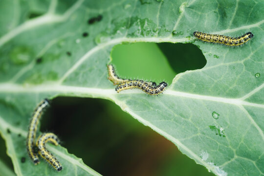 Caterpillars eating cabbage leaf