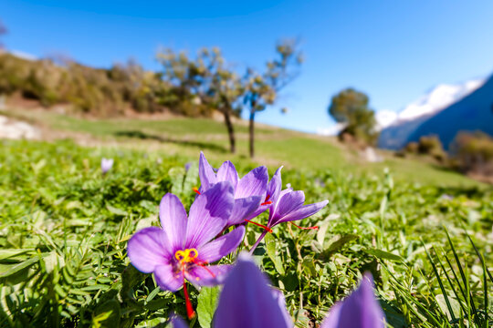 Saffron crocus flower in a meadow in Mund Switzerland
