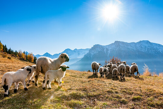 Flock of Valais Blacknose sheep in Swiss mountain meadow in autumn