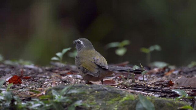Wid on ground Green-winged Saltator bird eating in Brazil Atlantic Rainforest jungle