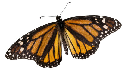 Monarch butterfly with orange black, and white wings spread © Lena