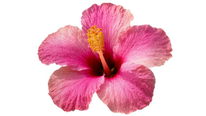 Pink hibiscus flower with yellow stamen © Lena