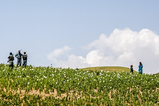 Afghan police officers destroying opium poppy flowers fields near Faizabad city in Afghanistan