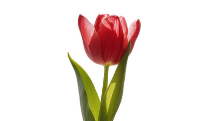 Fototapeta premium Red tulip flower with green leaves
