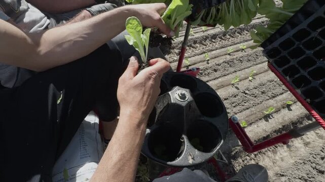 Close-up of a farm worker feeding Chinese cabbage seedlings into a rotating carousel, demonstrating efficient semi-automated machinery that automatically places and buries plants in the soil.