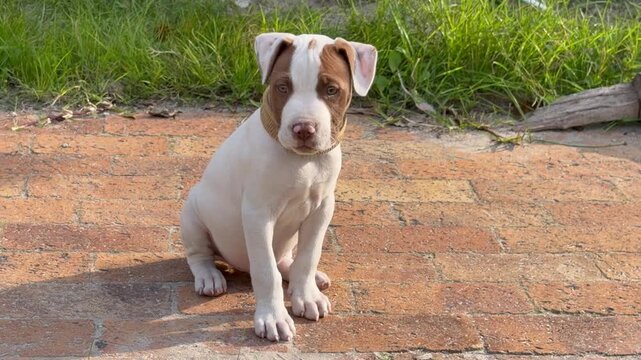 Adorable white and brown pitbull puppy in close-up footage. This charming clip captures the natural energy and lovable features of a young pitbull terrier, ideal for pet care brands, animal rescue.