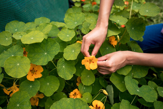 Hands of woman holding yellow nasturtium near leaves