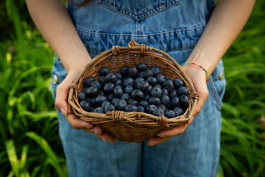 Farmer holding basket of fresh blueberry in summer garden