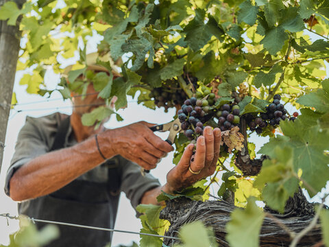 Winemaker harvesting red grapes with scissors in Tuscany vineyard