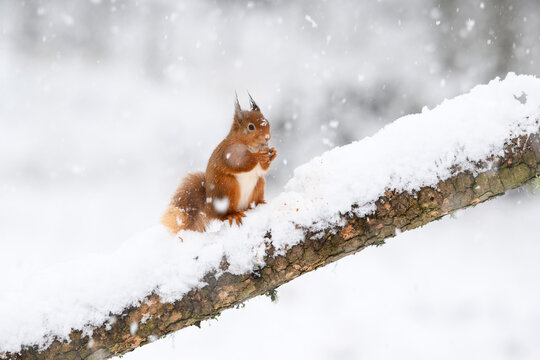 Red squirrel (Sciurus vulgaris) feeding on snow-covered branch