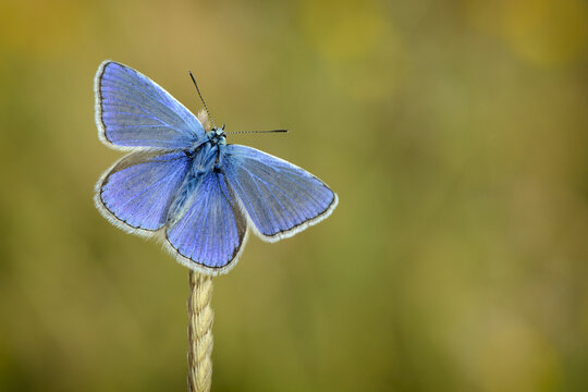 Common blue hanging on a spike