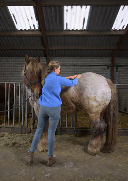Physiotherapist treats a horse in a stable in the Netherlands