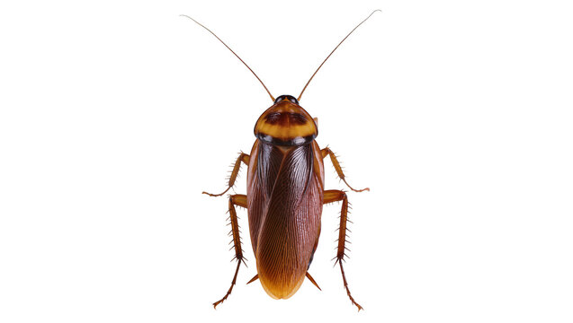 American cockroach insect with long antennae and segmented legs
