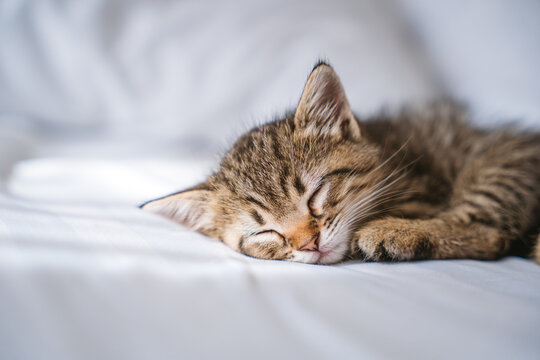 Cute small tabby kitten sleeping peacefully on a white bed