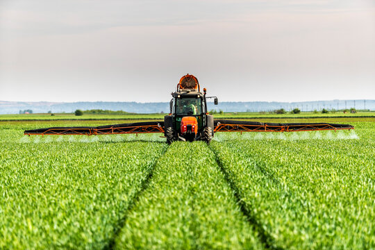 Tractor sprinkling fertilizer on green wheat farm during springtime