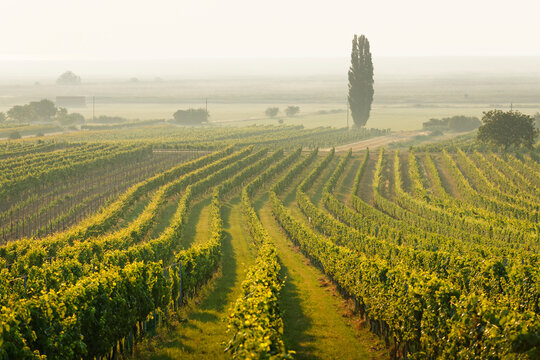 Austria, Burgenland, vineyards at Lake Neusiedl between Oggau and Rust
