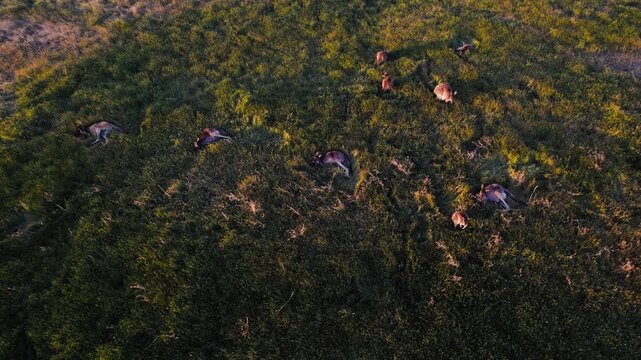 Top view of a herd of kangaroos are seen grazing on green grass in an open field