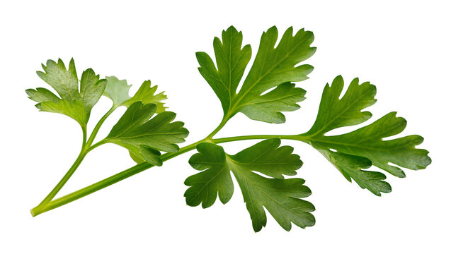 Fresh green parsley sprigs with serrated leaves