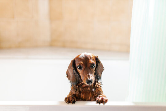 Wet dachshund