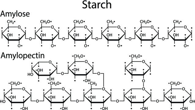 Starch chemical structure diagram showing molecular chains of amylose and amylopectin polymers with glucose units vector illustration.