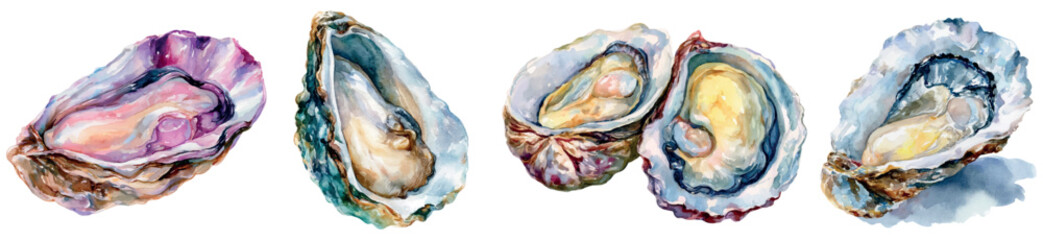 Oysters watercolor illustration presenting opened bivalve mollusks with delicate meat, a gourmet seafood option hand painted for menu designs or culinary concepts © Mari