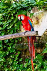 red, blue and yellow macaw © Laura