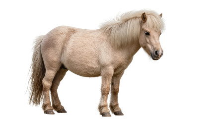 Light brown pony with flowing mane and tail standing © Paul