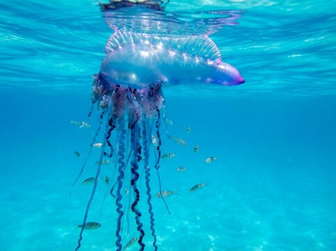Portuguese Man o' War Jellyfish Floating in Clear Blue Ocean
