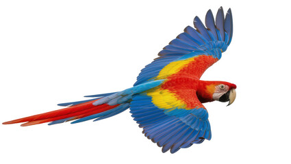 Scarlet Macaw parrot flying with wings spread © Paul