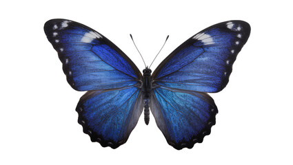 Blue Morpho Butterfly with Intricate Wing Patterns © Paul