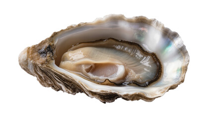 Fresh open oyster with glistening meat and iridescent shell © Paul