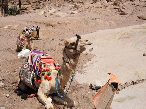 Lovely camel Sinai peninsula Sharm El Sheikh Sinai mountain