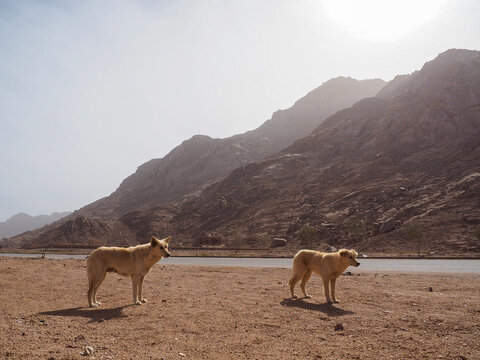 Lovely dog Sinai peninsula Sharm El Sheikh Sinai mountain