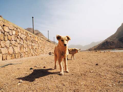 Lovely dog Sinai peninsula Sharm El Sheikh Sinai mountain