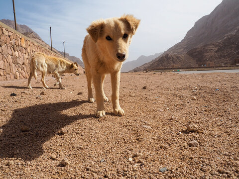 Lovely dog Sinai peninsula Sharm El Sheikh Sinai mountain