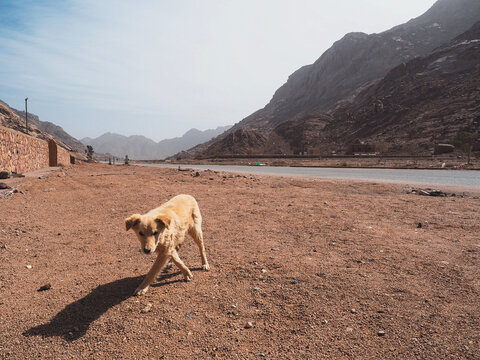Lovely dog Sinai peninsula Sharm El Sheikh Sinai mountain