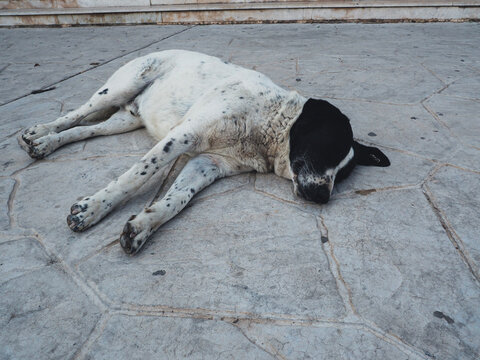 Lovely dog Sinai peninsula Sharm El Sheikh Sinai mountain
