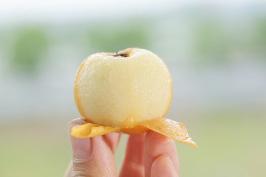Fresh Peeled Loquat Fruit in Hand with Natural Background - Asian Spring Fruit